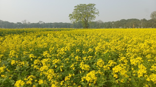 রাজশাহীর গোদাগাড়ীতে লক্ষ্যমাত্রার চেয়েও বেশি সরিষা চাষ: সরিষার আবাদে লাভবান হচ্ছেন স্থানীয় কৃষকরা