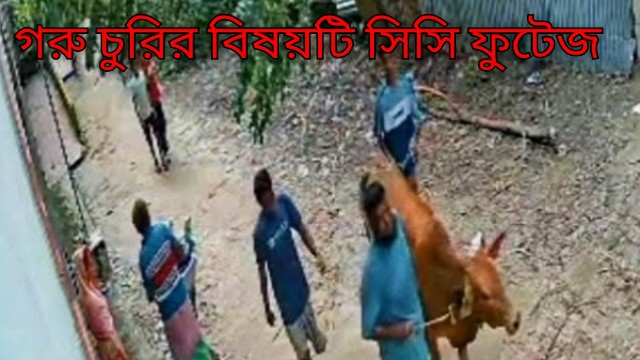 সিরাজদিখানে সংখ্যালঘু পরিবারের গরু চুরির অভিযোগ, অভিযুক্ত আওয়ামী লীগ নেতার ছেলে