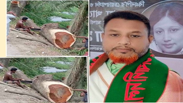 সিরাজদিখানে ইউপি সদস্যের বিরুদ্ধে সরকারি গাছ কাটার অভিযোগ