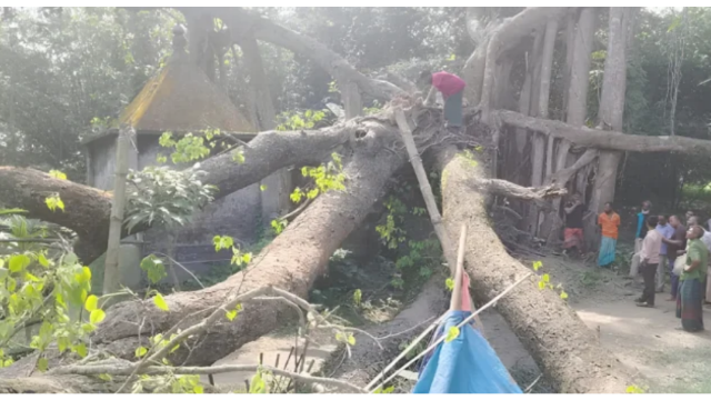 রংপুরে ঘরের ওপর গাছ ভেঙে পড়ে গৃহবধূ নিহত, আহত স্বামী; অক্ষত ৮ মাসের শিশু